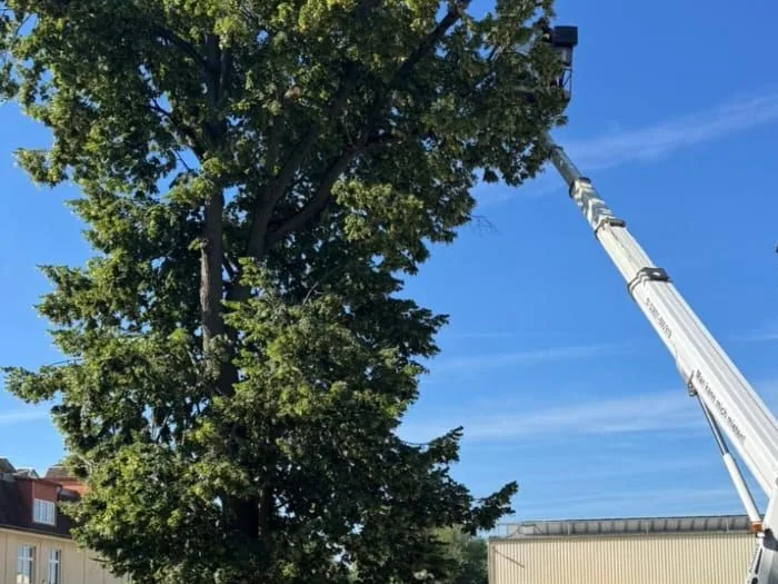 Hubsteiger im Einsatz an einer hohen Linde