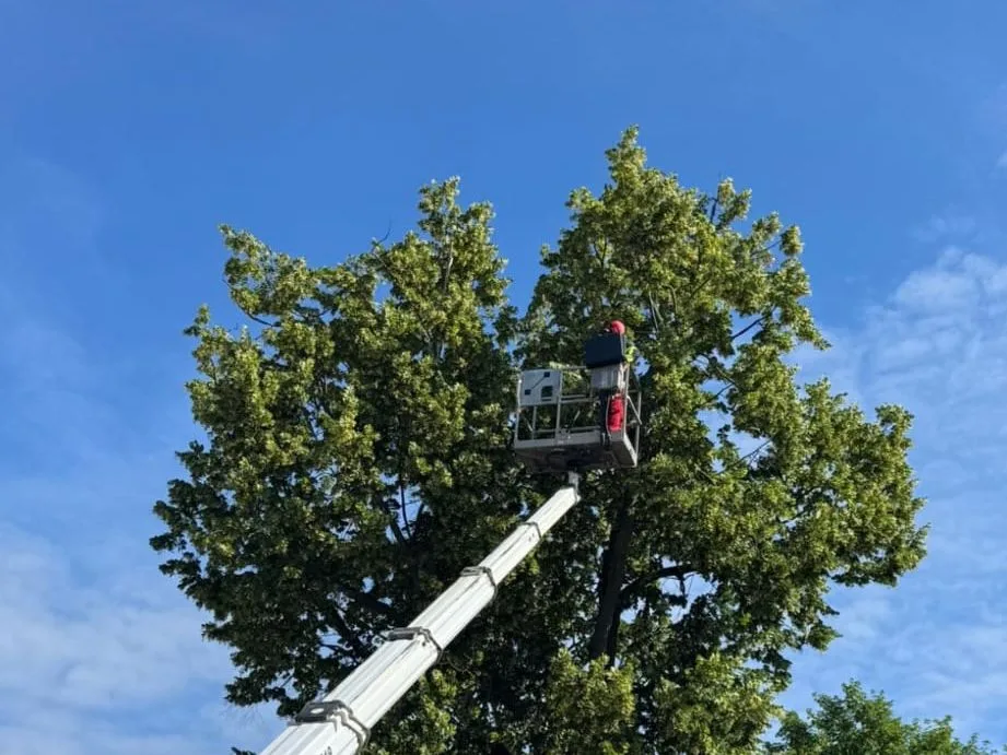 Kronenpflege aus der Hubarbeitsbühne hoch in einer Linde