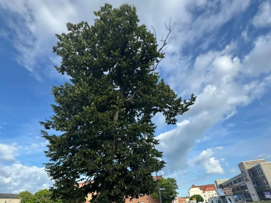 Großer Straßenbaum vor der Kronenpflege